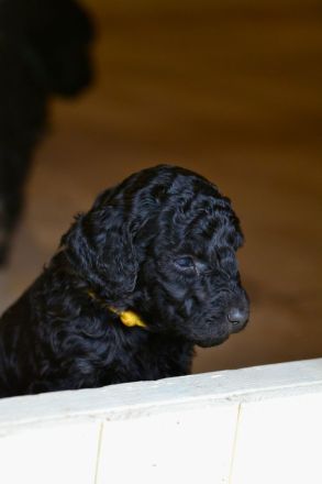 Pudelwelpen, Königspudel, Großpudel , Goldendoodle