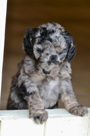 Pudelwelpen, Königspudel, Großpudel , Goldendoodle