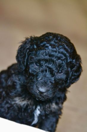 Pudelwelpen, Königspudel, Großpudel , Goldendoodle