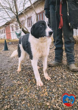 ACE - sanfter Rüde sucht Familie