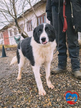 ACE - sanfter Rüde sucht Familie