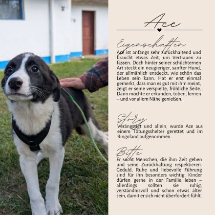 ACE - sanfter Rüde sucht Familie