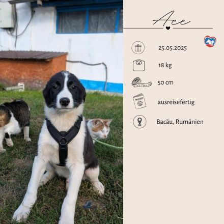 ACE - sanfter Rüde sucht Familie