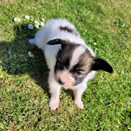 Papillion Welpen