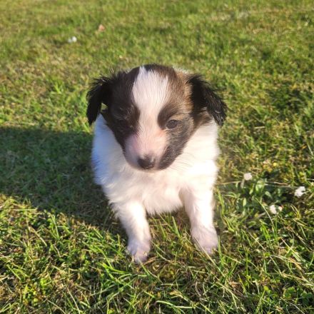 Papillion Welpen