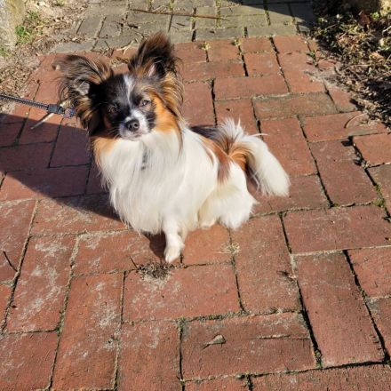 Papillion Welpen