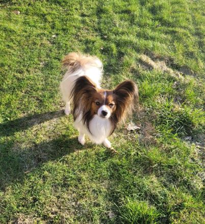 Papillion Welpen