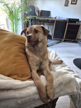 Finley (8 Monate) sucht sein Zuhause