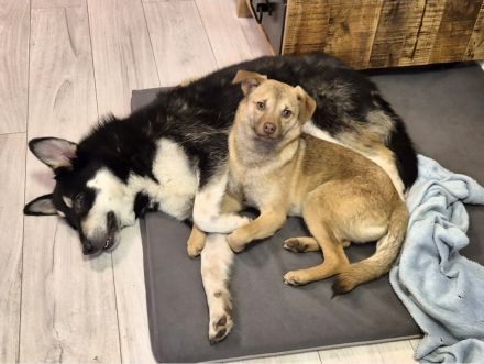 Finley (8 Monate) sucht sein Zuhause