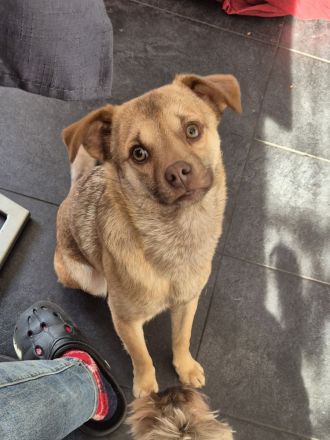 Finley (8 Monate) sucht sein Zuhause