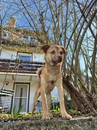 Finley (8 Monate) sucht sein Zuhause