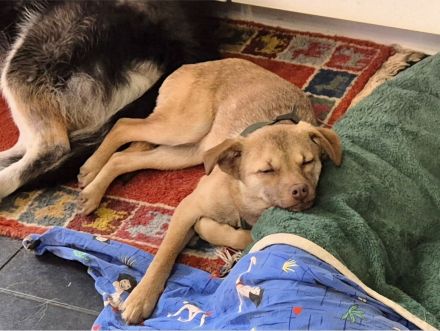 Finley (8 Monate) sucht sein Zuhause