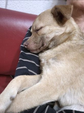 Finley (8 Monate) sucht sein Zuhause