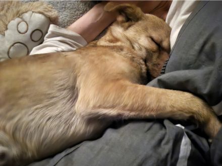 Finley (8 Monate) sucht sein Zuhause