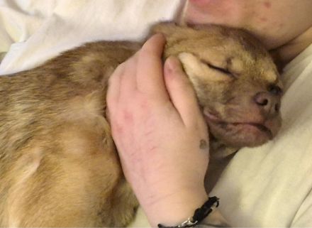 Finley (8 Monate) sucht sein Zuhause