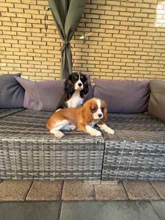 Cavalier King Charls Spaniel Welpen mit Stammbaum