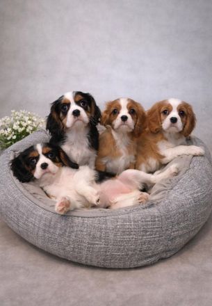 Cavalier King Charls Spaniel Welpen mit Stammbaum