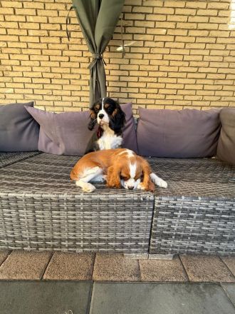 Cavalier King Charls Spaniel Welpen mit Stammbaum