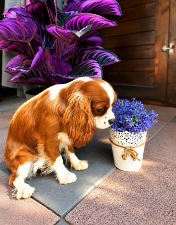 Cavalier King Charls Spaniel Hündin mit Stammbaum