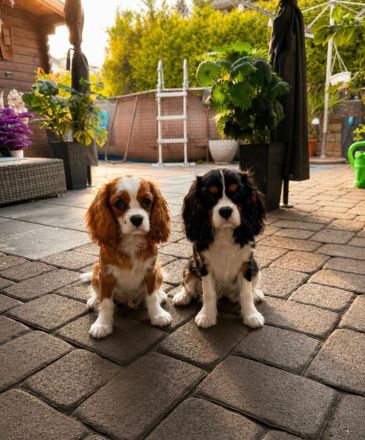 Cavalier King Charls Spaniel Welpen mit Stammbaum