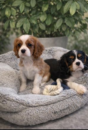 Cavalier King Charls Spaniel Welpen mit Stammbaum