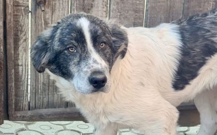 Jamy ist auf der Suche nach seinem Heim