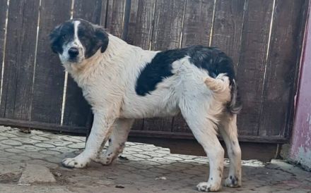 Jamy ist auf der Suche nach seinem Heim