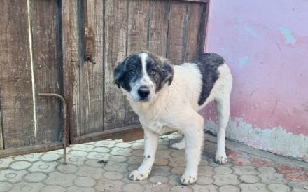 Jamy ist auf der Suche nach seinem Heim