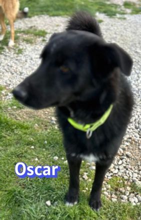 Oscar, 04/25 - ein Herz auf 4 Pfoten sucht seine Familie