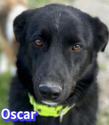 Oscar, 04/25 - ein Herz auf 4 Pfoten sucht seine Familie
