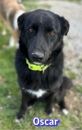 Oscar, 04/25 - ein Herz auf 4 Pfoten sucht seine Familie