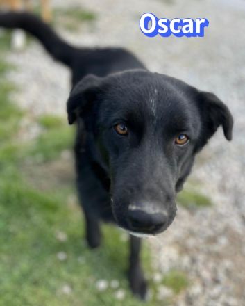 Oscar, 04/25 - ein Herz auf 4 Pfoten sucht seine Familie