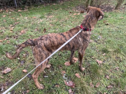 Malinois