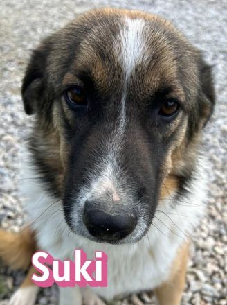 Scarlett und Suki, 05/25 - treue Seelen suchen treue Familien