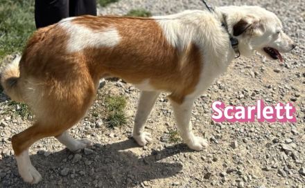 Scarlett und Suki, 05/25 - treue Seelen suchen treue Familien