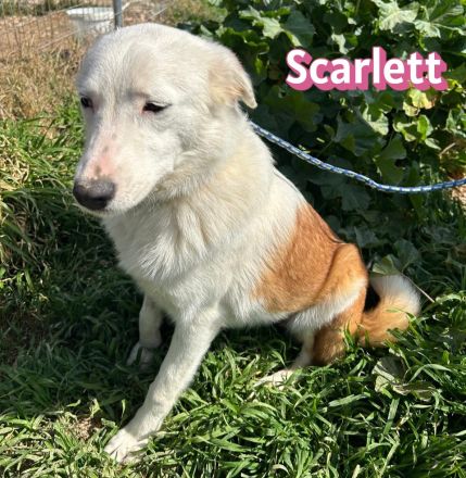 Scarlett und Suki, 05/25 - treue Seelen suchen treue Familien