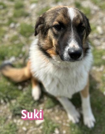 Scarlett und Suki, 05/25 - treue Seelen suchen treue Familien