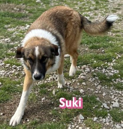 Scarlett und Suki, 05/25 - treue Seelen suchen treue Familien