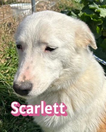 Scarlett und Suki, 05/25 - treue Seelen suchen treue Familien