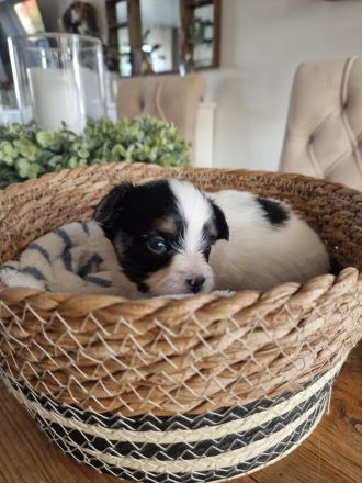 Papillon ,unsere Welpen sind da !