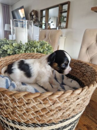 Papillon ,unsere Welpen sind da !