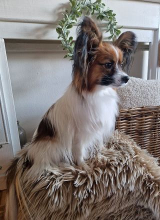 Papillon ,unsere Welpen sind da !