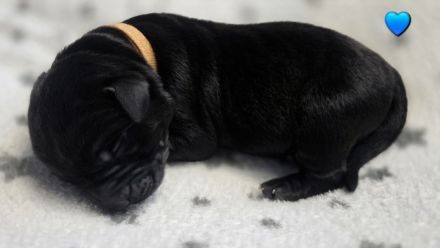 Wunderschöne Labrador ähnliche Welpen abzugeben 7 grau/silber & 3 schwarz