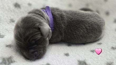 Wunderschöne Labrador ähnliche Welpen abzugeben 7 grau/silber & 3 schwarz