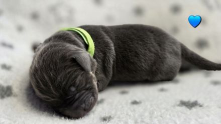 Wunderschöne Labrador ähnliche Welpen abzugeben 7 grau/silber & 3 schwarz