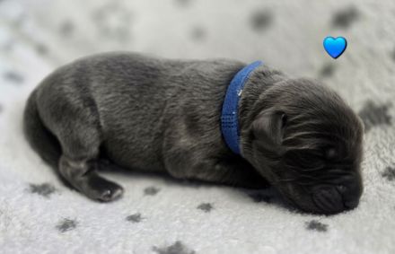 Wunderschöne Labrador ähnliche Welpen abzugeben 7 grau/silber & 3 schwarz