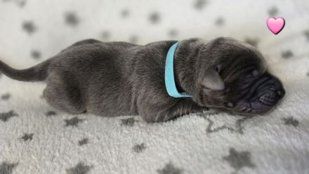 Wunderschöne Labrador ähnliche Welpen abzugeben 7 grau/silber & 3 schwarz