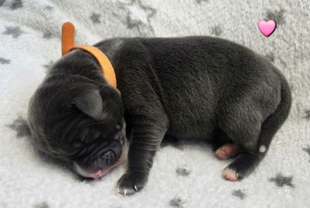 Wunderschöne Labrador ähnliche Welpen abzugeben 7 grau/silber & 3 schwarz