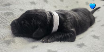 Wunderschöne Labrador ähnliche Welpen abzugeben 7 grau/silber & 3 schwarz