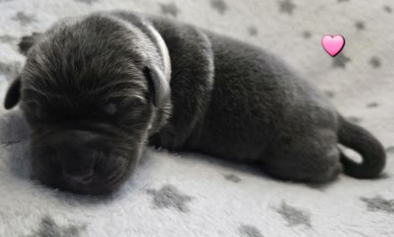 Wunderschöne Labrador ähnliche Welpen abzugeben 7 grau/silber & 3 schwarz
